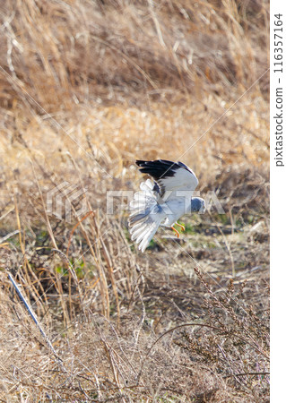 A beautiful northern harrier (Accipitridae) soaring over the reeds to hunt. 116357164