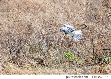 A beautiful northern harrier (Accipitridae) soaring over the reeds to hunt. 116357166