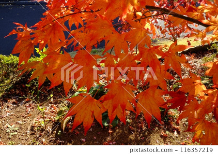 Autumn leaves of maple trees [Tsukui, Sagamihara City, November] 116357219