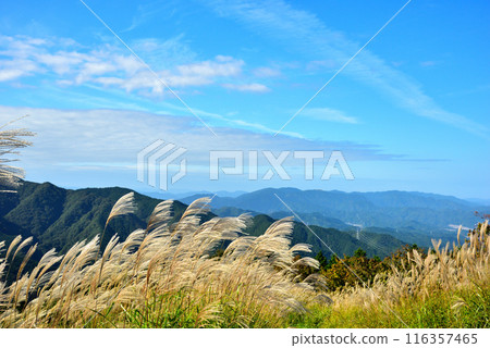 【奈良郡】秋天的葛城高原,一叢叢蒲葦 【奈良郡】秋天的葛城高原,一叢叢蒲葦 116357465