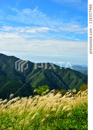 【奈良郡】秋天的葛城高原，一叢叢蒲葦 116357466