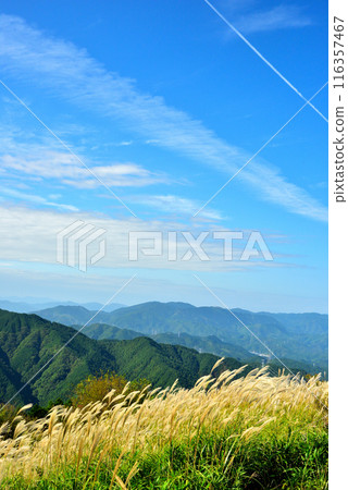 【奈良郡】秋天的葛城高原，一叢叢蒲葦 116357467