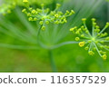 蒔蘿（香草）芽 116357529