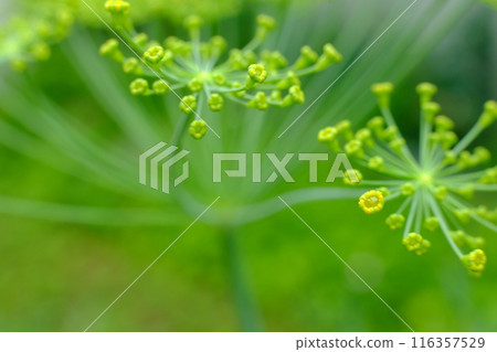 蒔蘿(香草)芽 蒔蘿(香草)芽 116357529