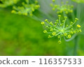 蒔蘿（香草）芽 116357533