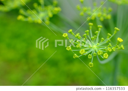 蒔蘿(香草)芽 蒔蘿(香草)芽 116357533
