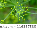 蒔蘿（香草）芽 116357535