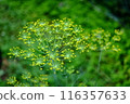 蒔蘿（草本）花 116357633