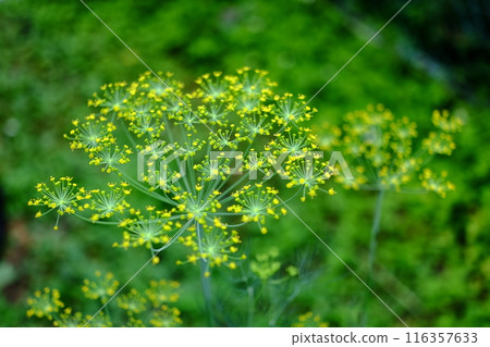 Dill (herb) flowers Dill (herb) flowers 116357633