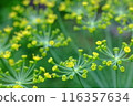 蒔蘿（草本）花 116357634