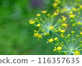 蒔蘿（草本）花 116357635