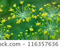 蒔蘿（草本）花 116357636