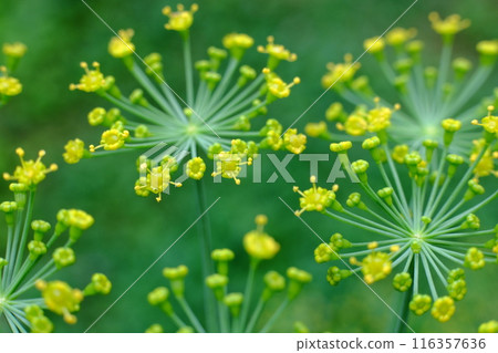 Dill (herb) flowers Dill (herb) flowers 116357636