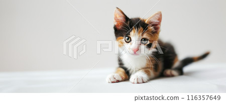 A charming calico kitten with bright, attentive eyes lies down, its multicolored fur standing out against the soft white background, ideal for pet and family themes A charming calico kitten with bright, attentive eyes lies down, its multicolored fur standing out against the soft white background, ideal for pet and family themes 116357649
