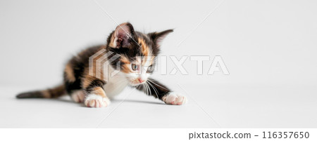 An adorable calico kitten poised in play, its striking black, white, and orange fur contrasting with the minimalist white background.. An adorable calico kitten poised in play, its striking black, white, and orange fur contrasting with the minimalist white background.. 116357650