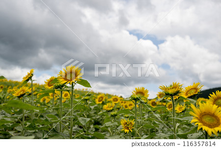 Sunflowers blooming against blue sky and white clouds 116357814
