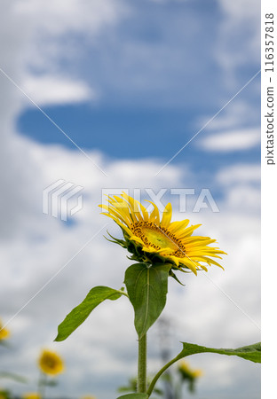 Sunflowers blooming against blue sky and white clouds Sunflowers blooming against blue sky and white clouds 116357818