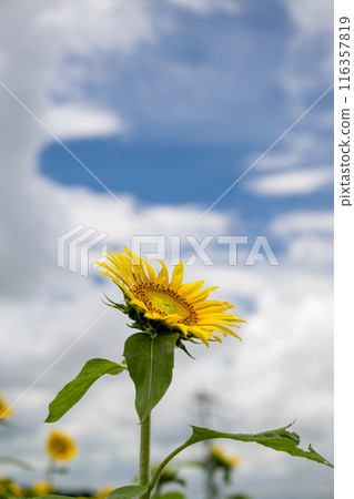 Sunflowers blooming against blue sky and white clouds Sunflowers blooming against blue sky and white clouds 116357819