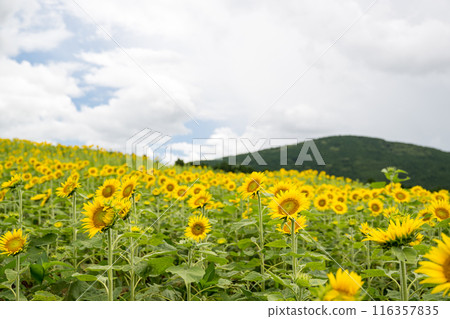Sunflowers blooming against blue sky and white clouds Sunflowers blooming against blue sky and white clouds 116357835