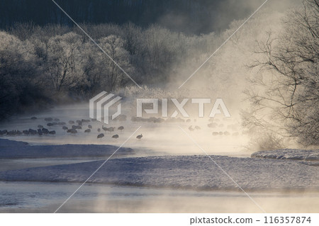 能耐嚴寒的丹頂鶴 116357874