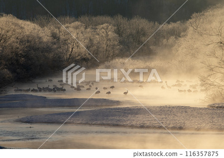 Red-crowned cranes endure the harsh cold Red-crowned cranes endure the harsh cold 116357875