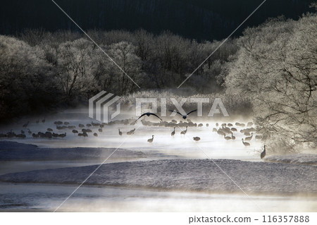 Red-crowned cranes endure the harsh cold Red-crowned cranes endure the harsh cold 116357888