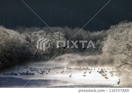 能耐嚴寒的丹頂鶴 116357889