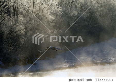 能耐嚴寒的丹頂鶴 116357904