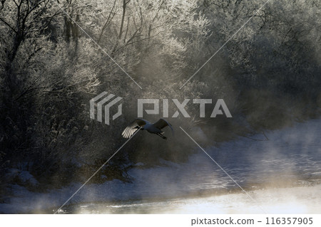 能耐嚴寒的丹頂鶴 能耐嚴寒的丹頂鶴 116357905