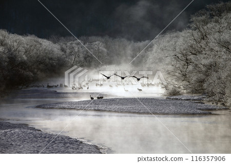 Red-crowned cranes endure the harsh cold 116357906