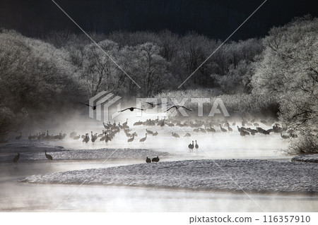 能耐嚴寒的丹頂鶴 116357910