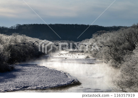 能耐嚴寒的丹頂鶴 能耐嚴寒的丹頂鶴 116357919