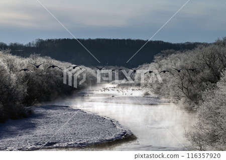 能耐嚴寒的丹頂鶴 116357920