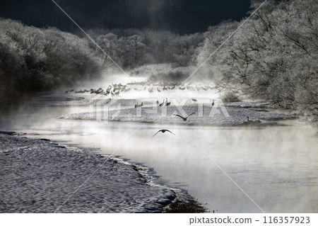 Red-crowned cranes endure the harsh cold 116357923