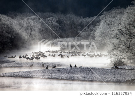 能耐嚴寒的丹頂鶴 116357924