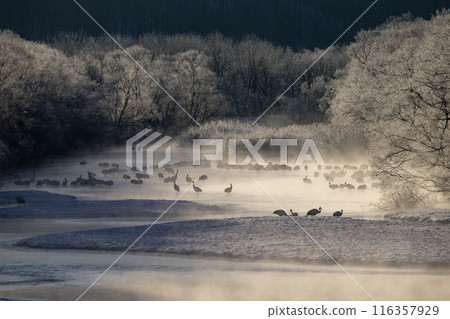 能耐嚴寒的丹頂鶴 116357929