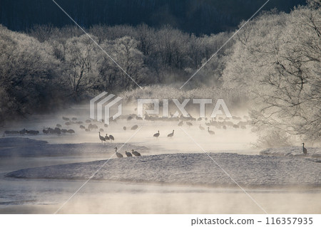 Red-crowned cranes endure the harsh cold Red-crowned cranes endure the harsh cold 116357935