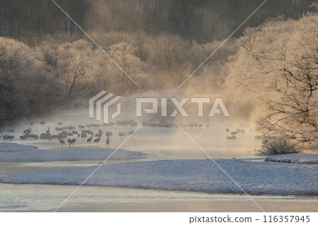 Red-crowned cranes endure the harsh cold 116357945