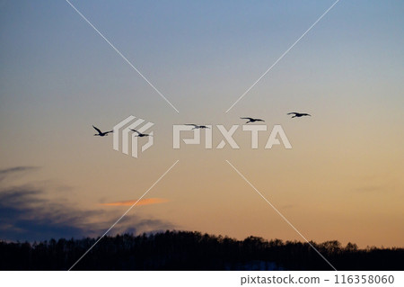 晚霞中飛翔的丹頂鶴 116358060