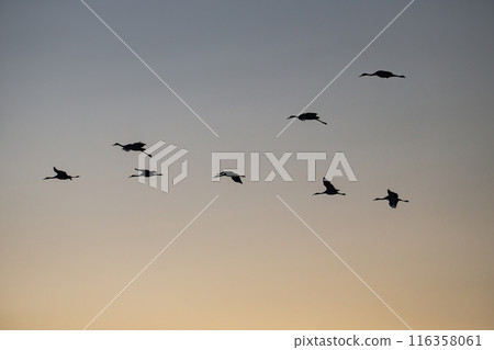 晚霞中飛翔的丹頂鶴 116358061