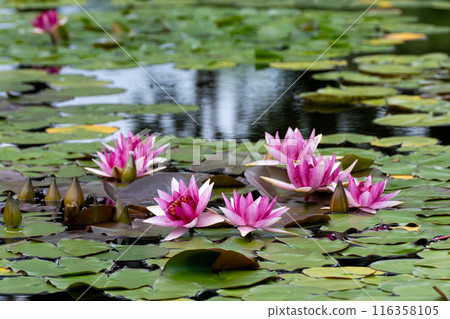 Water lilies in a cool pond 116358105