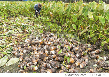 Freshly harvested taros are placed in the farmland of Pingtung, Taiwan. 116358199