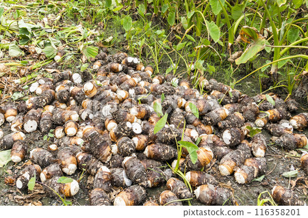 Freshly harvested taros are placed in the farmland of Pingtung, Taiwan. 116358201