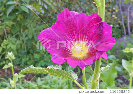 mallow flower in the garden mallow flower in the garden 116358245