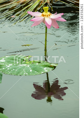 Chusonji Lotus, Ofunato City, Iwate Prefecture Chusonji Lotus, Ofunato City, Iwate Prefecture 116358261