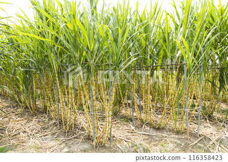 Ripe yellow Sugarcane is soon to be harvested in the farmland of Taiwan. Ripe yellow Sugarcane is soon to be harvested in the farmland of Taiwan. 116358423