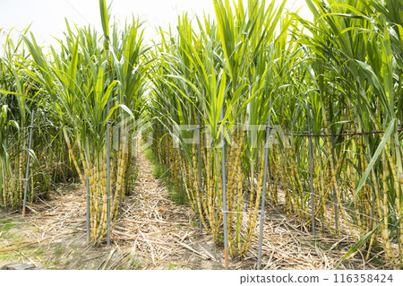 Ripe yellow Sugarcane is soon to be harvested in the farmland of Taiwan. Ripe yellow Sugarcane is soon to be harvested in the farmland of Taiwan. 116358424