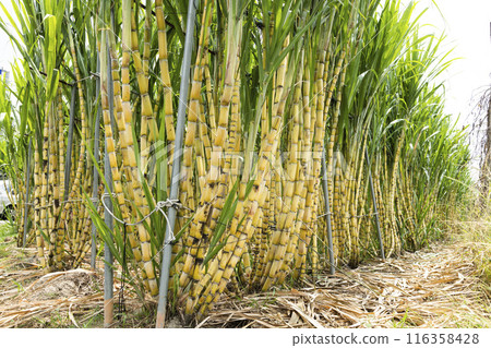 Ripe yellow Sugarcane is soon to be harvested in the farmland of Taiwan. Ripe yellow Sugarcane is soon to be harvested in the farmland of Taiwan. 116358428