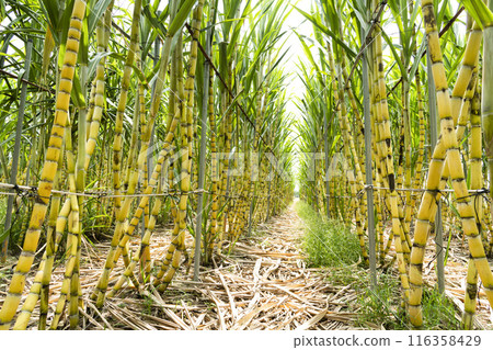 Ripe yellow Sugarcane is soon to be harvested in the farmland of Taiwan. 116358429