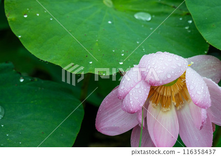 岩手縣大船渡市中尊寺蓮花 116358437